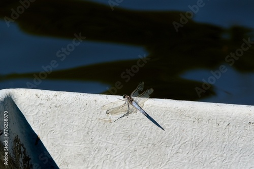 The dragonfly sits above the water surface.