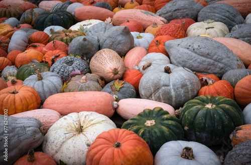 Heirloom pumpkins and squashes