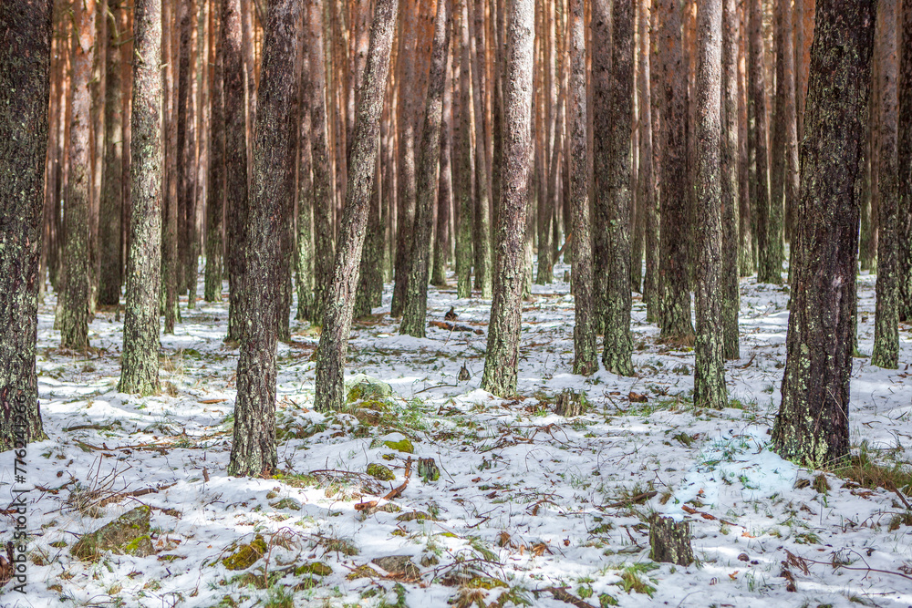 Interior of a snowy pine forest in the Sierra de Gredos