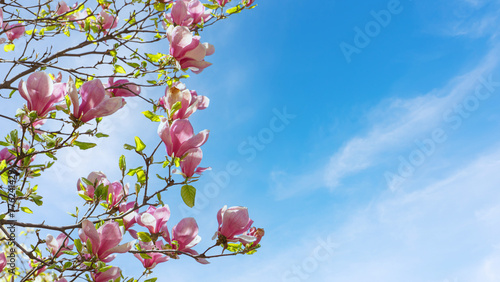 Blooming tree branch with pink Magnolia soulangeana flowers in park or garden on blue sky background. Nature, floral, gardening. Banner, header with copy space photo