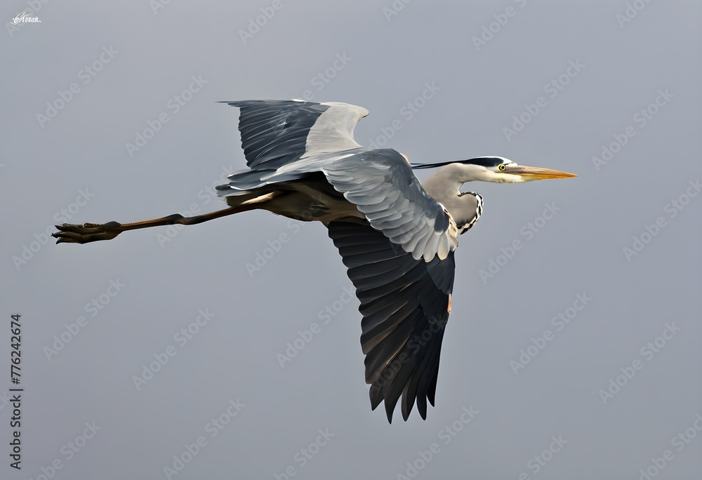 Obraz premium A close up of a Grey Heron