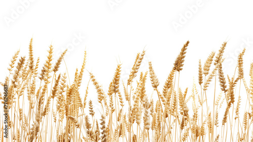 Isolated on white, a field of golden wheat ears ripens for harvest