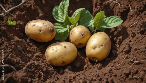 Ripe potatoes gleaming in the sunlight on a sustainable farm  embodying the essence of organic agriculture and eco-friendly produce.