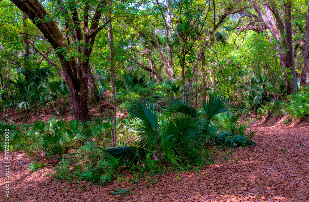 Young palm trees in a Florida forest. Young palm trees in a Florida forest.