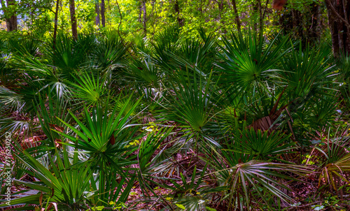 Young palm trees in a forest in Florida.