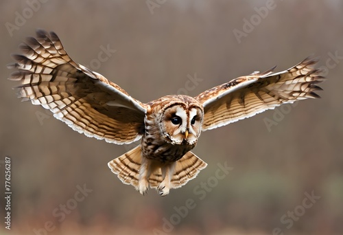 A Tawny Owl in Flight