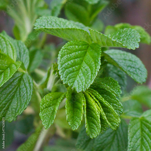 Raspberry bush with green leaves on a background of green grass.