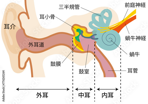 耳の構造