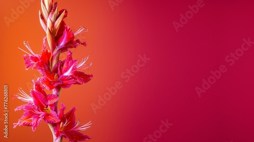  A red flower, focused closely against a solid red backdrop, subtly overlaps with a blurred flower silhouette in the distance