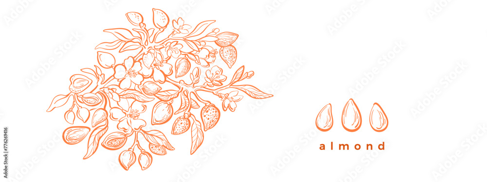 Almond tree, nut, flower. Vintage sketch template - obrazy, fototapety, plakaty 