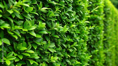 green leaves background, A close-up of a verdant hedge or wall of green leaves, serving as a lush backdrop. Soft bushes and vibrant foliage create a tranquil green wallpaper background.