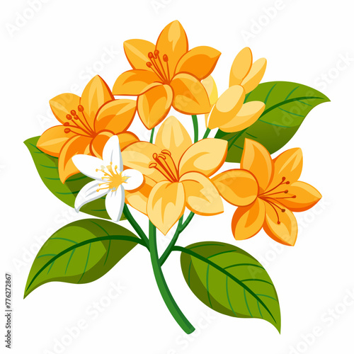 Orange jasmine a.k.a. orange jessamine 