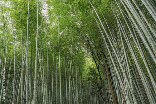 Bamboo Forest in Japan  Arashiyama  Kyoto. Majestic bamboo growing to immense heights. 