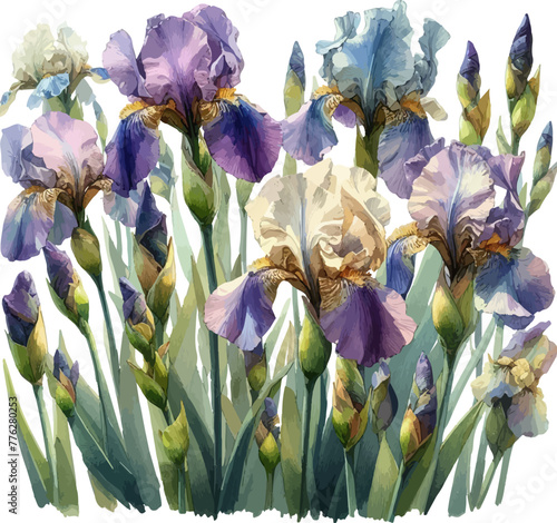 irises flowers in watercolor style in vector