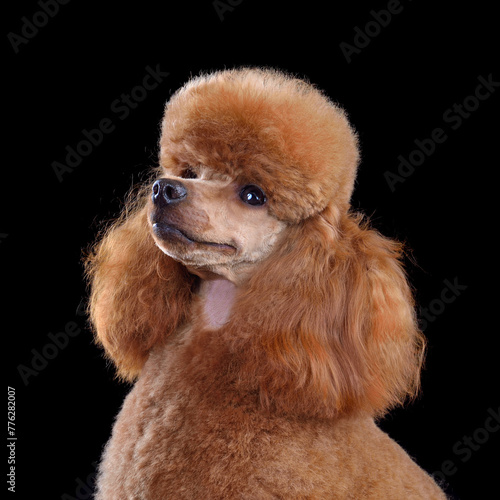Red toy poodle close up