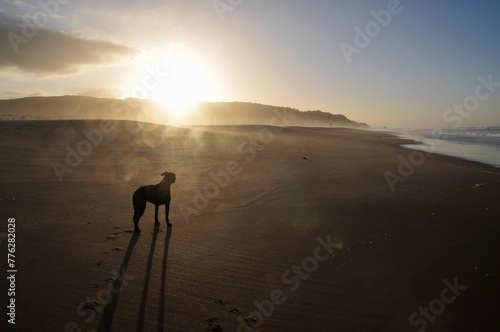 Silhouette of a dog on the beach