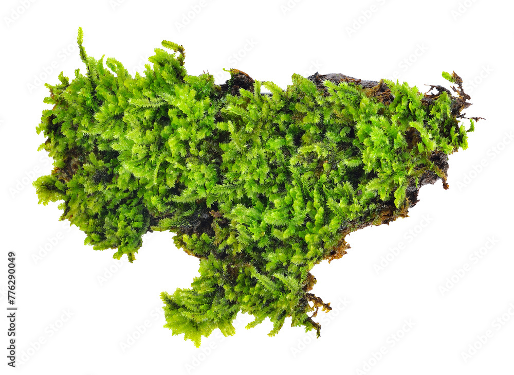 Fototapeta premium Green moss transparent png
