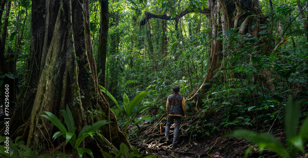 Tropical rainforest with big trees Tropical rainforest with big trees