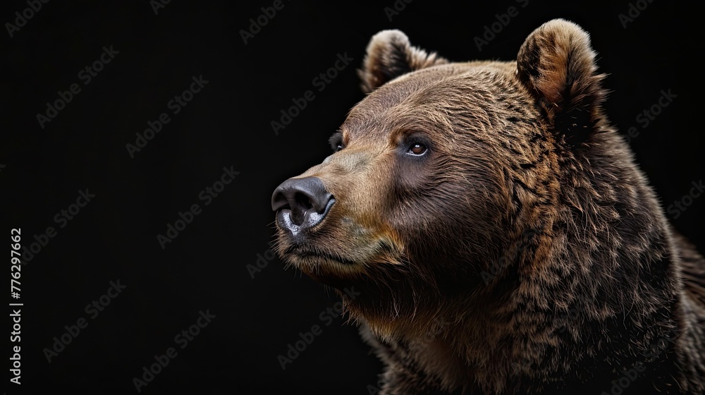 portrait of a brown grizzly bear photo studio setup with key light, isolated with black background