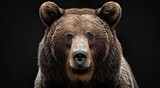 portrait of a brown grizzly bear photo studio setup with key light, isolated with black background