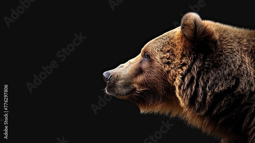 portrait of a brown grizzly bear photo studio setup with key light, isolated with black background photo
