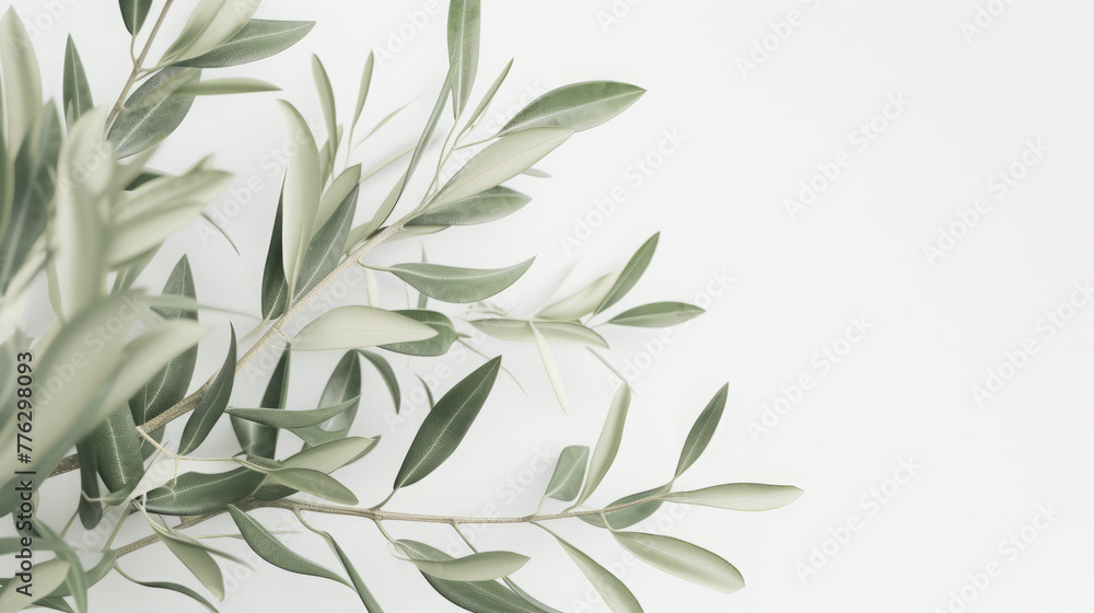 Realistic olive branches on a white background