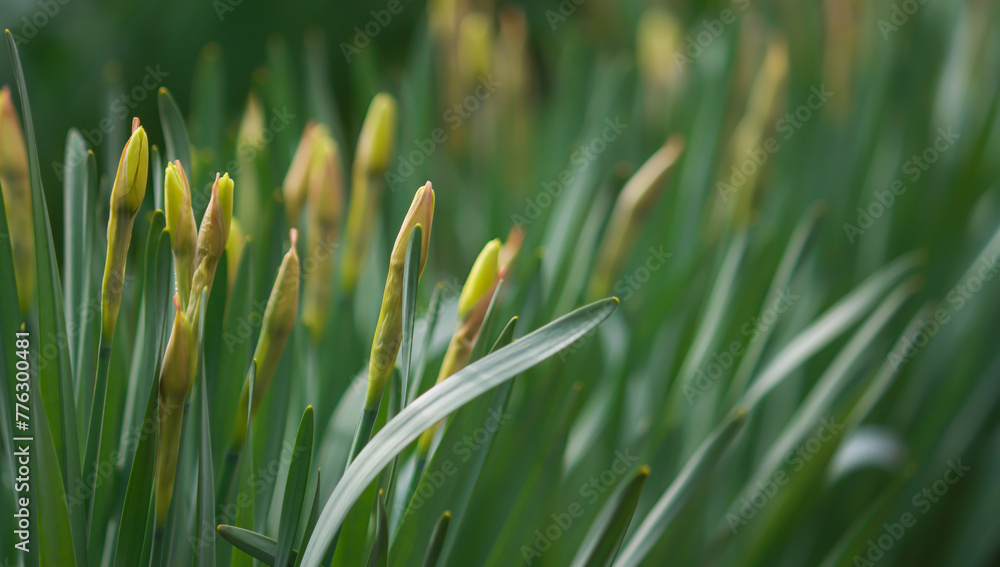 Horizontal background of blooming daffodils on green stems, selective focus Horizontal background of blooming daffodils on green stems, selective focus