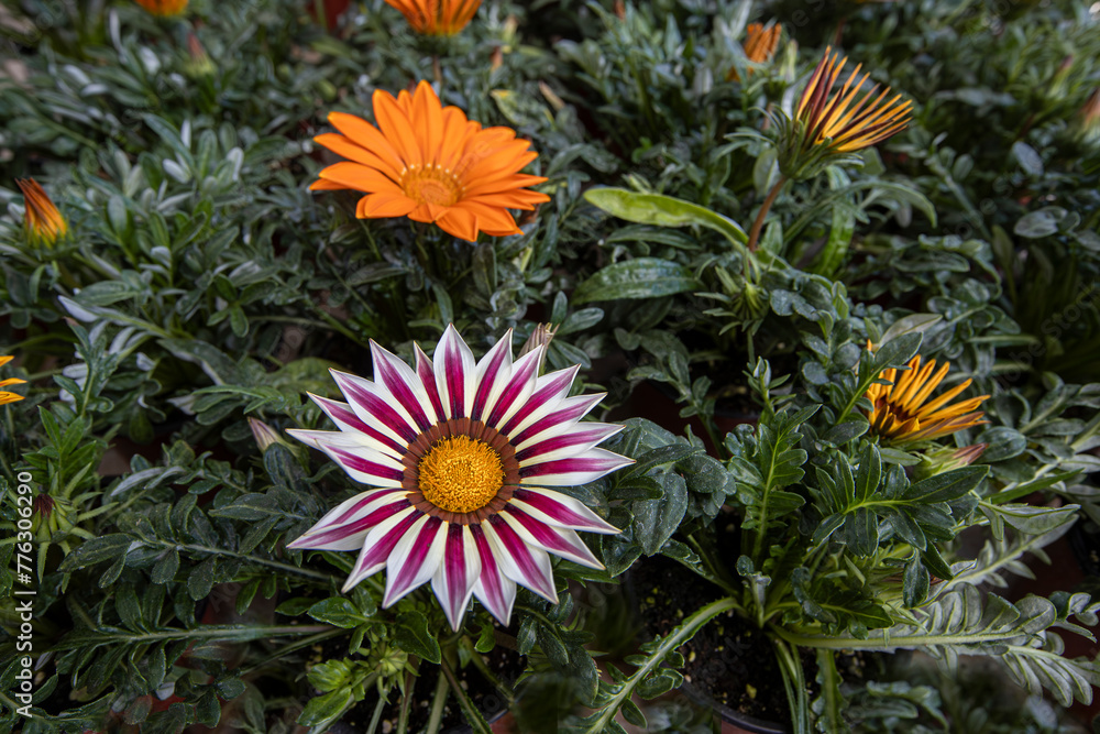Gazania rigens flower in melon and lilac-white color. Gazania rigens flower in melon and lilac-white color.