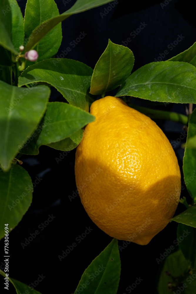 Big yellow lemon on a tree on a black background.
