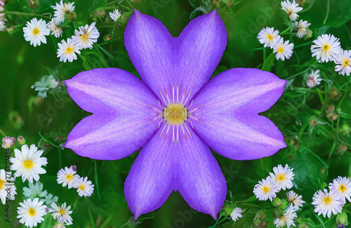 A purple Asian virginsbower flower