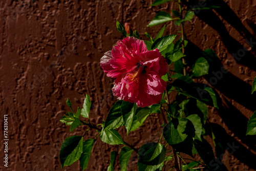 Pink Chinese hibiscus against a brown wall.