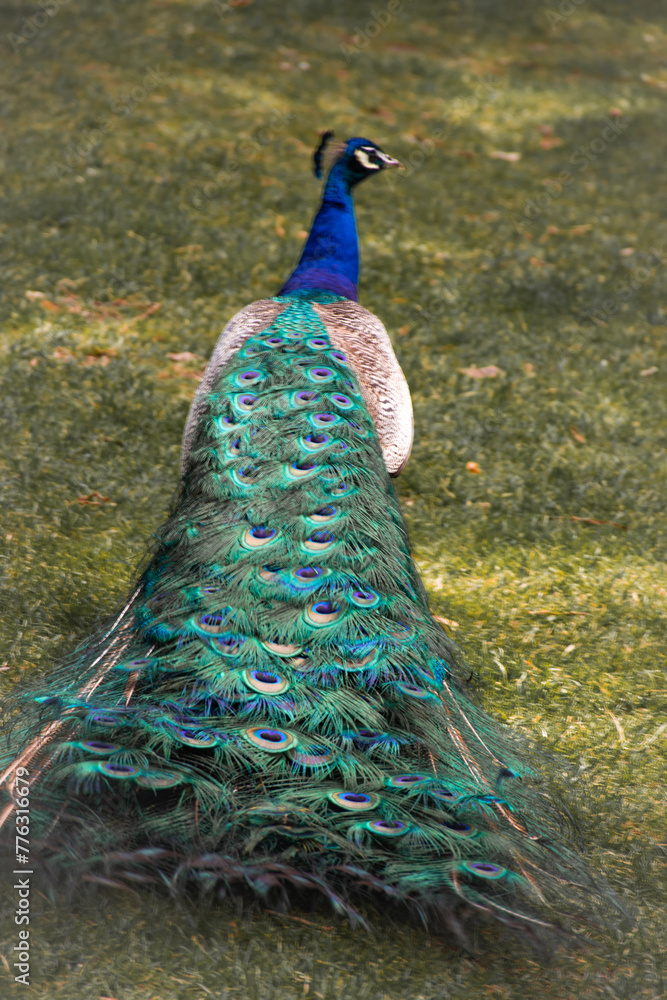 Obraz premium peacock in the park