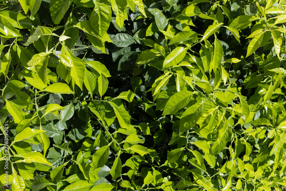 Obraz premium Lush Green Foliage in Sunlight