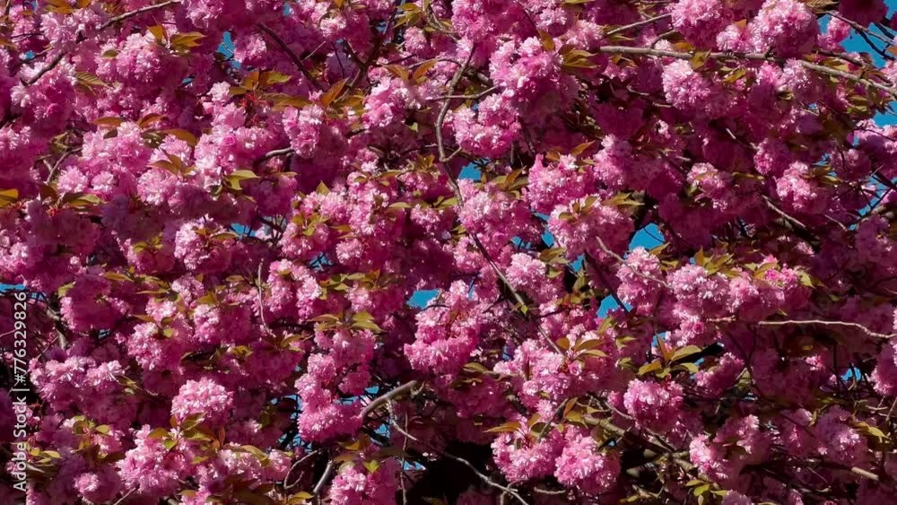 Alley of pink cherry blossoms Bielefeld, Germany April 20, 2023. High quality 4k footage Alley of pink cherry blossoms Bielefeld, Germany April 20, 2023. High quality 4k footage