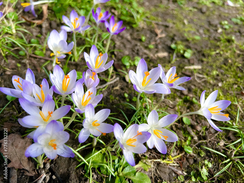 Delicate lilac crocuses in a clearing in a spring park.