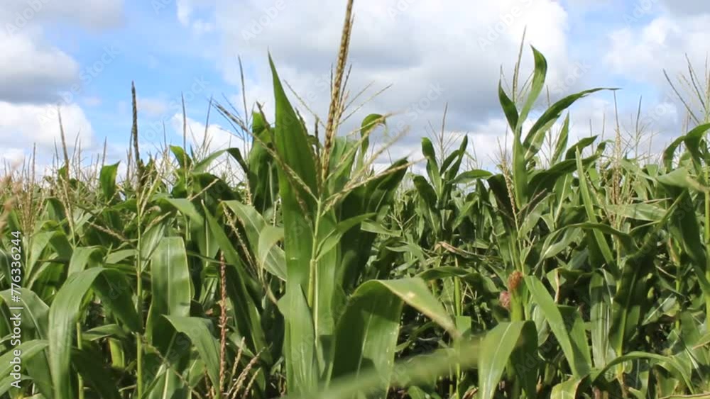 Maispflanze wiegt sich im Wind Maispflanze wiegt sich im Wind