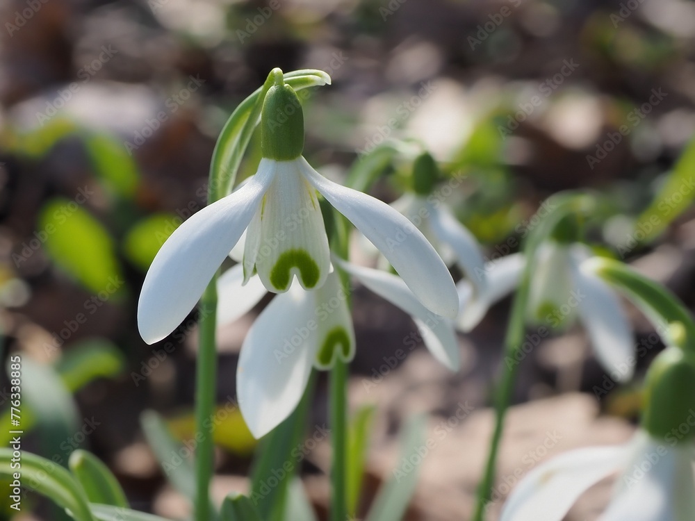 custom made wallpaper toronto digitalSchneeglöckchen