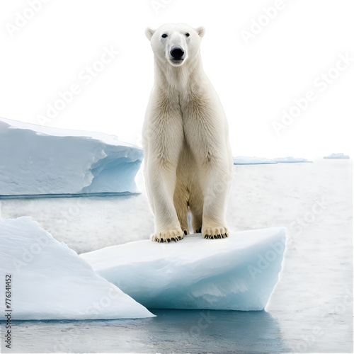polar bear on ice
