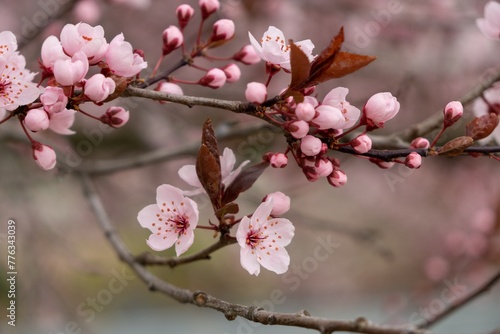 Spring tree flowering. Pink flowers on blooming tree. Slovakia