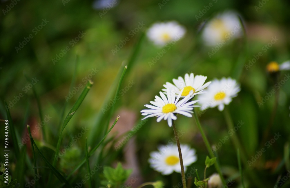 Daisy flower in the green grass close details herb background
