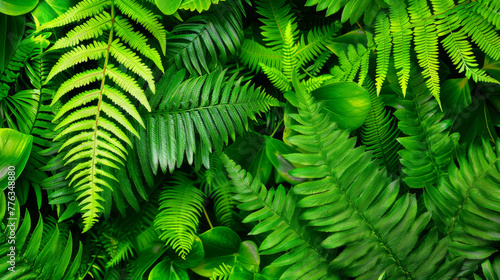 Ferns in the forest  a closeup shot with soft focus  sunlight filtering through leaves creating dappled light and shadows on the green fern fronds  lush vegetation with vibrant colors in a tranquil at
