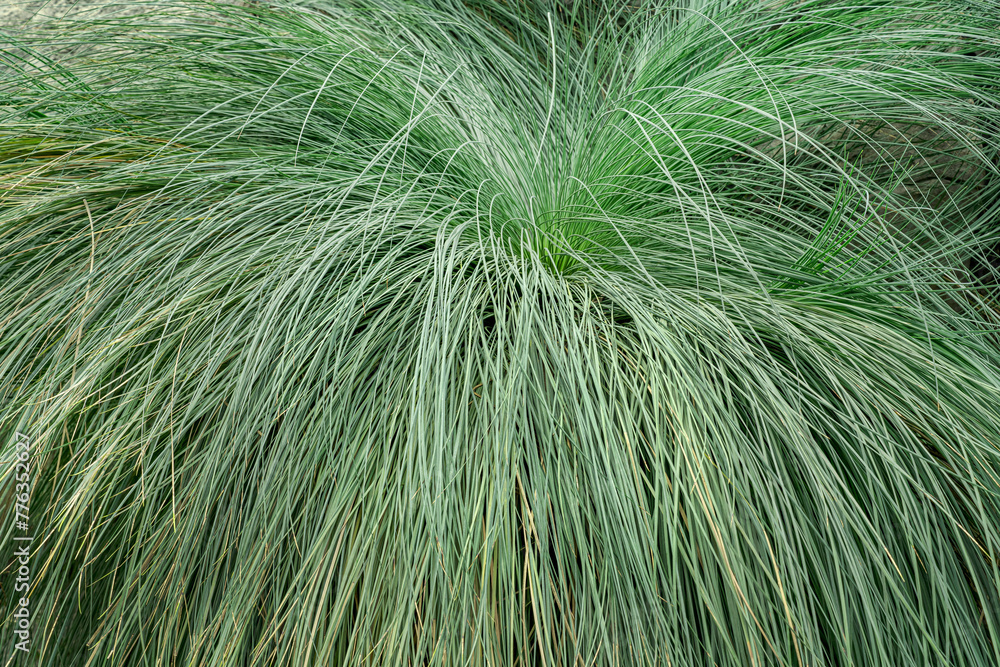 Silk Tassel Japanese sedge.
Very similar to green Dropseed Grass or Sporobolus heterolepis.
Silk Tassel Japanese sedge.
Very similar to green Dropseed Grass or Sporobolus heterolepis.