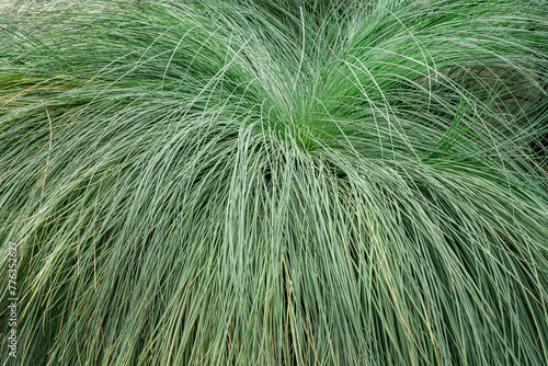 Silk Tassel Japanese sedge.
Very similar to green Dropseed Grass or Sporobolus heterolepis.
 photo