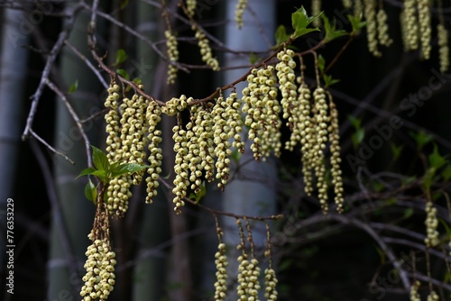 Early spiketail flowers. Dioecious deciduuous shrub.
Drooping flower spikes in spring.
 photo