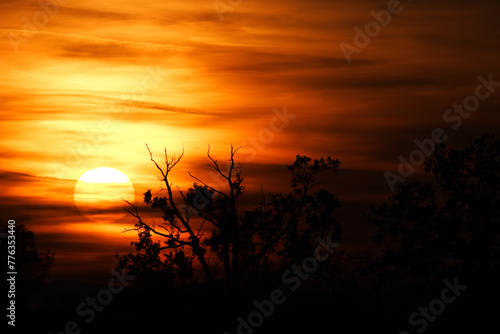 sunset over the trees