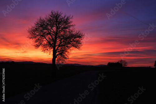 sunset over the trees