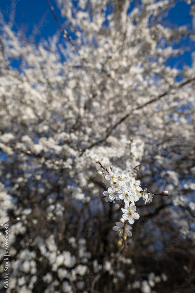 White beautiful plum blossoms on a twig. White beautiful plum blossoms on a twig.