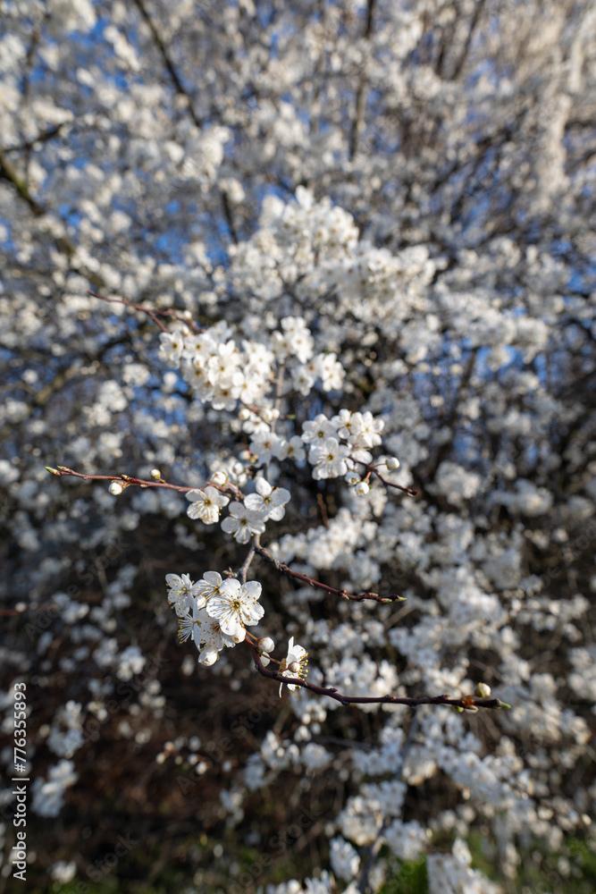White beautiful plum blossoms on a twig. White beautiful plum blossoms on a twig.