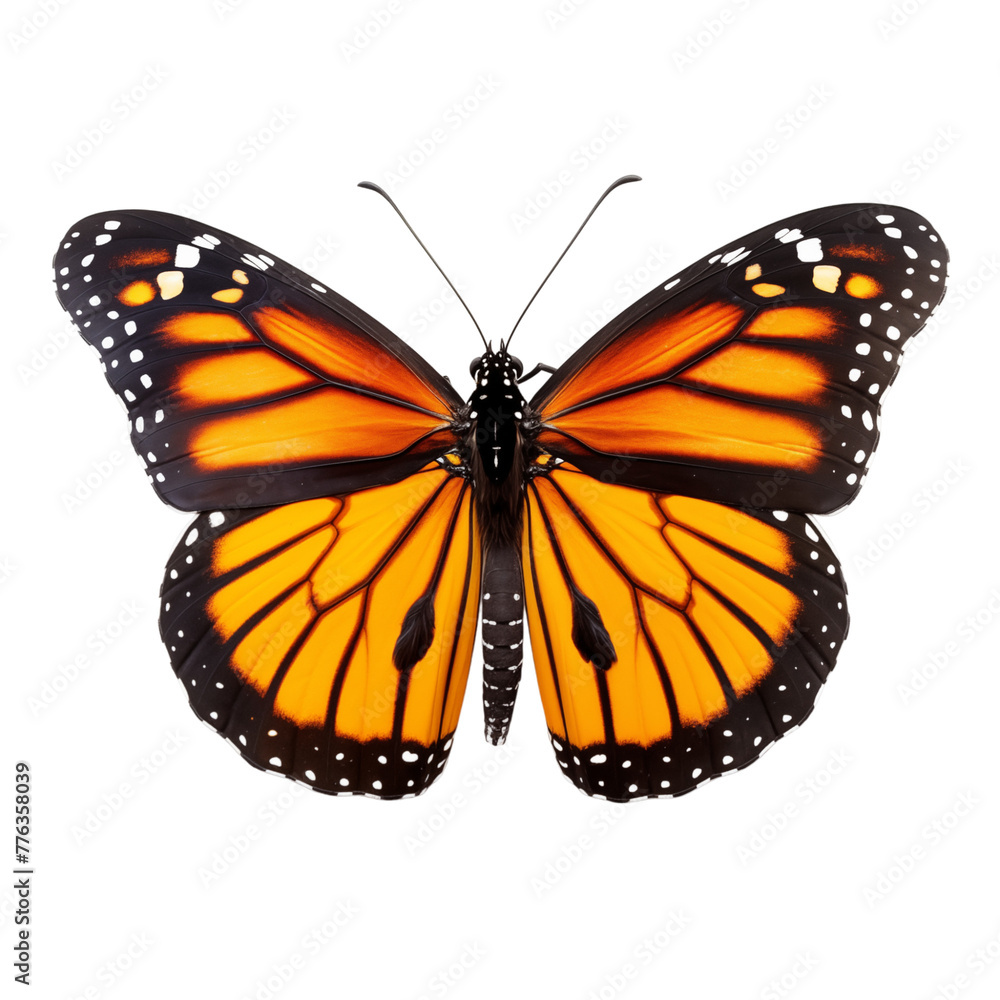 Fototapeta premium Monarch butterfly isolated on transparent background