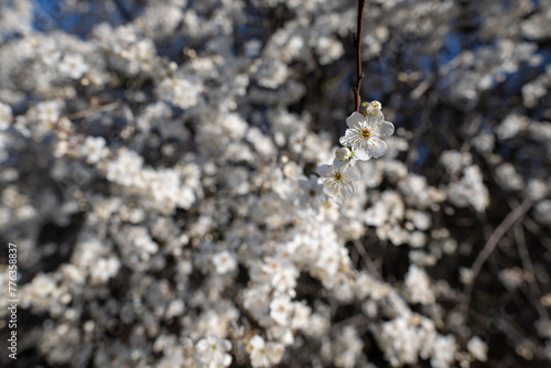 White beautiful plum blossoms on a twig. © lapis2380